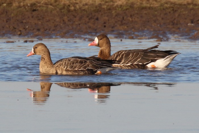 Eurasian White-fronted Goose