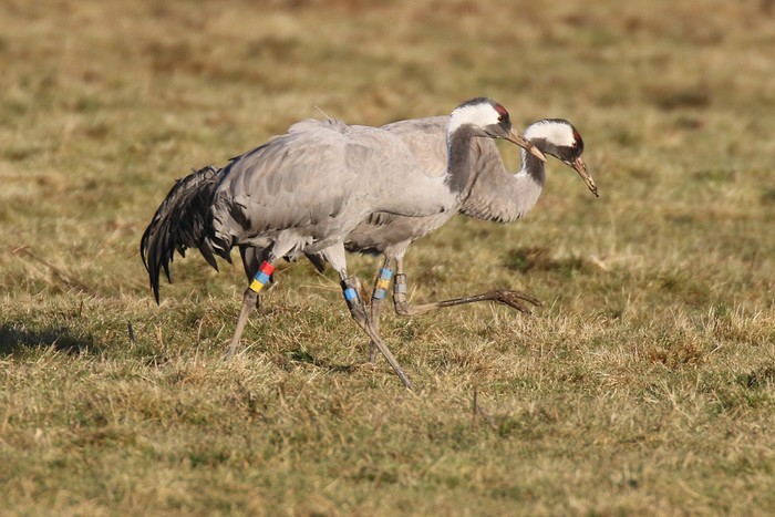 Common Crane