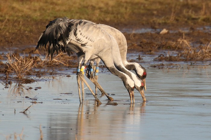 Common Crane