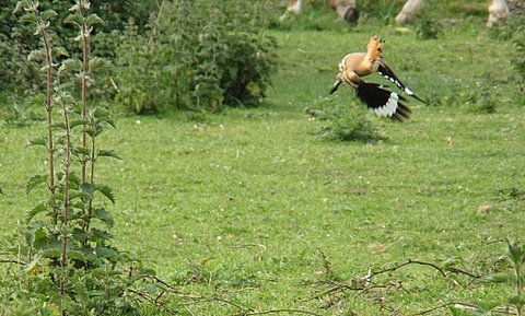 Hoopoe