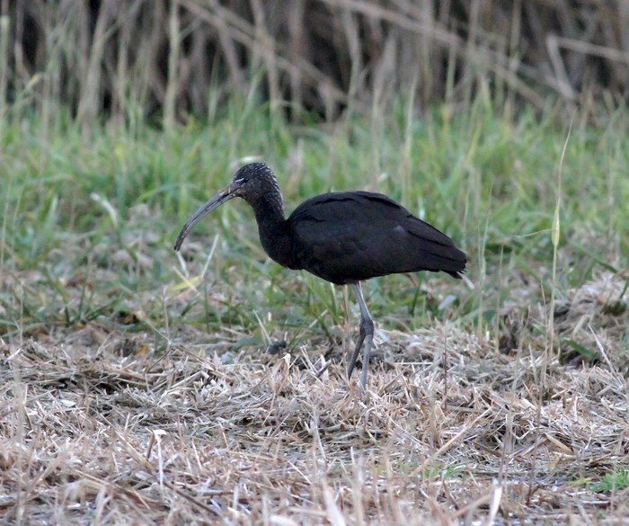 Glossy Ibis