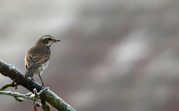 Dusky Thrush