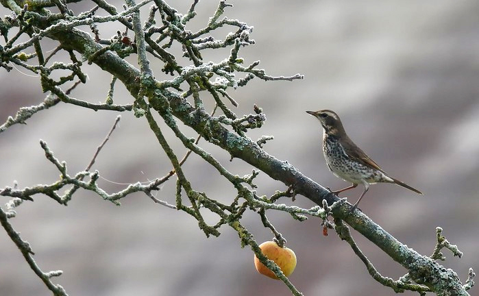 Dusky Thrush