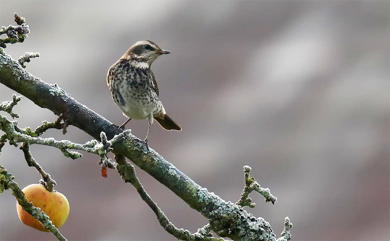 Dusky Thrush