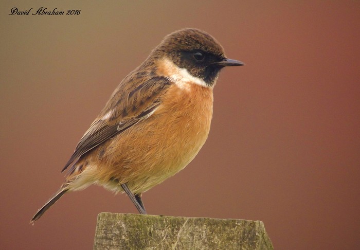 Stonechat