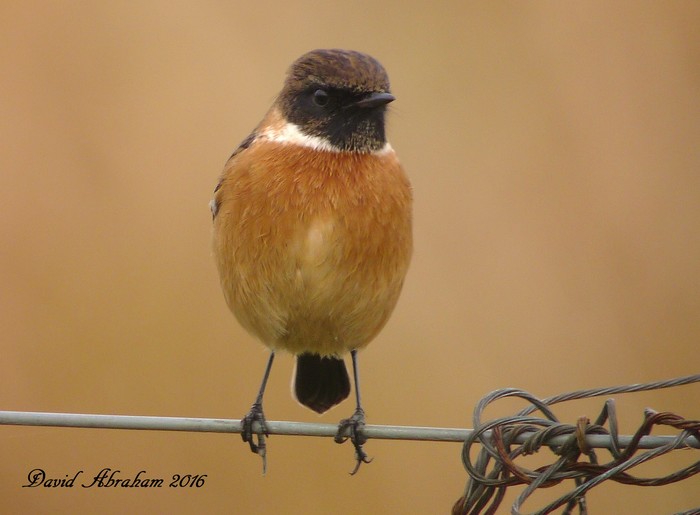 Stonechat