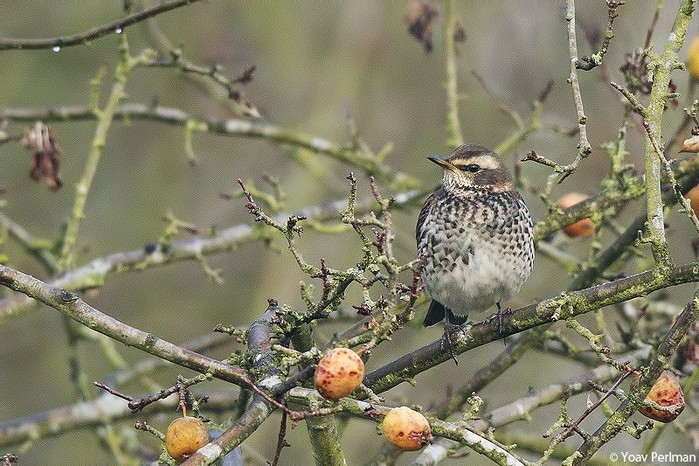 Dusky Thrush