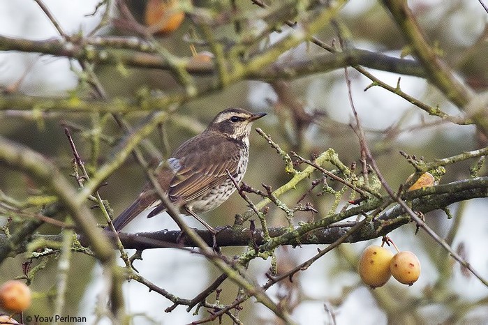 Dusky Thrush