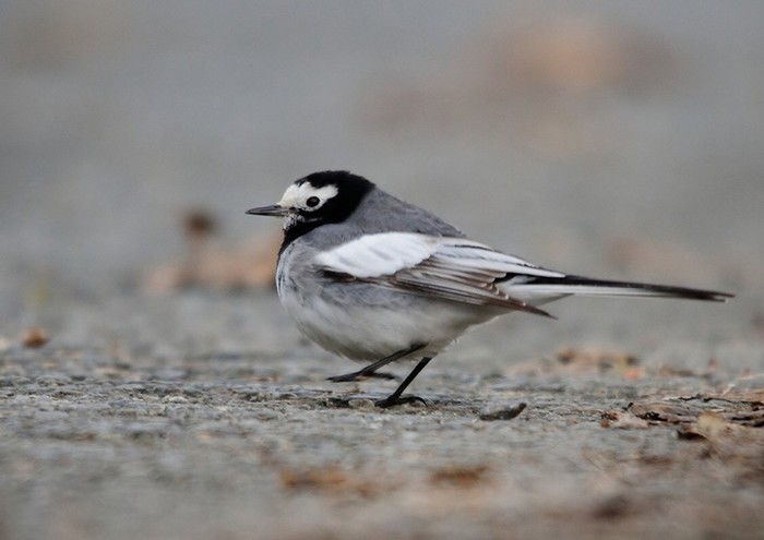 Masked Wagtail