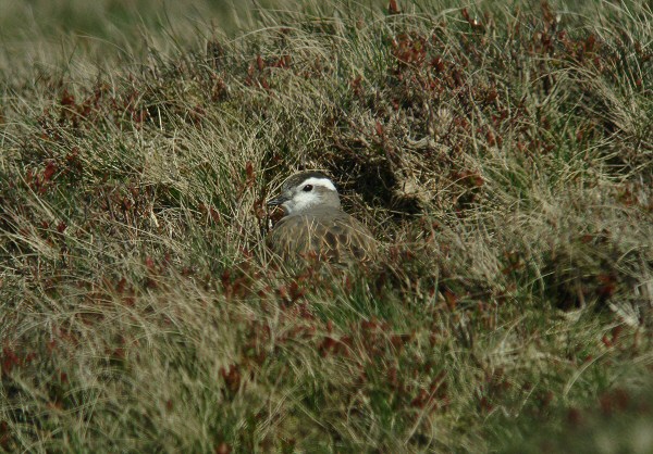 Dotterel