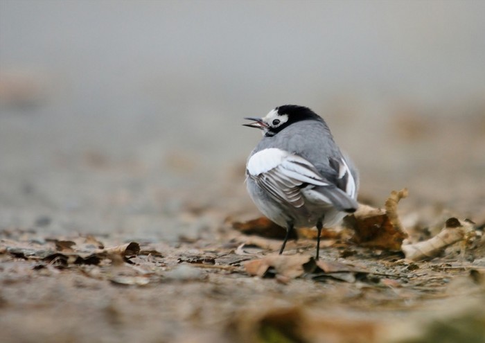 Masked Wagtail