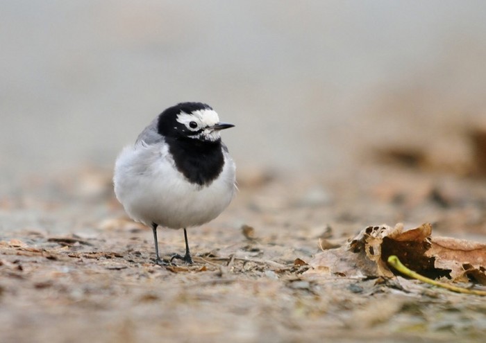 Masked Wagtail