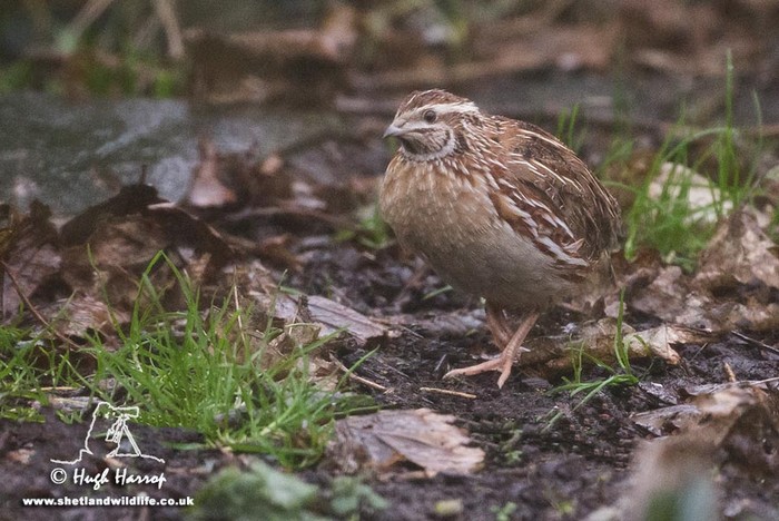 Quail