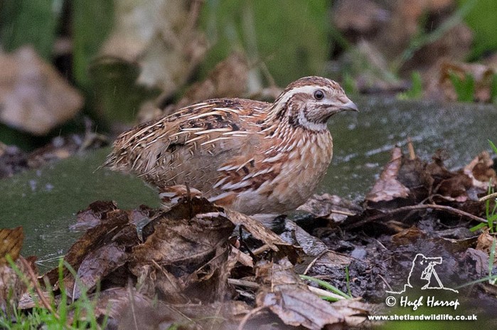 Quail