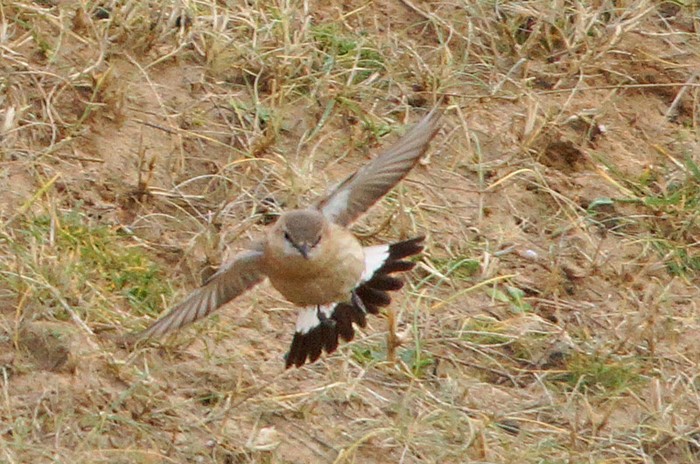 Isabelline Wheatear