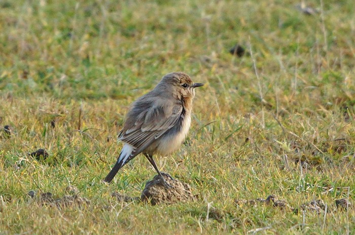 Isabelline Wheatear