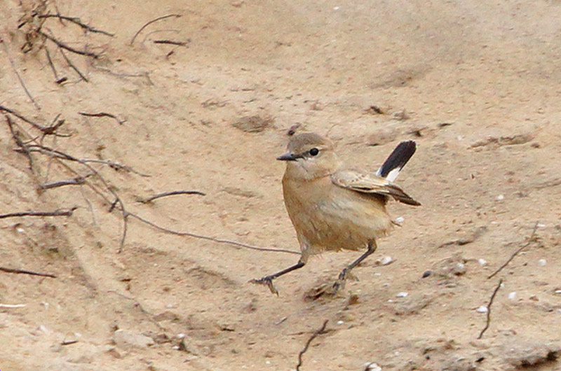 Isabelline Wheatear