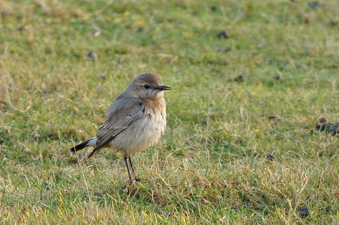Isabelline Wheatear