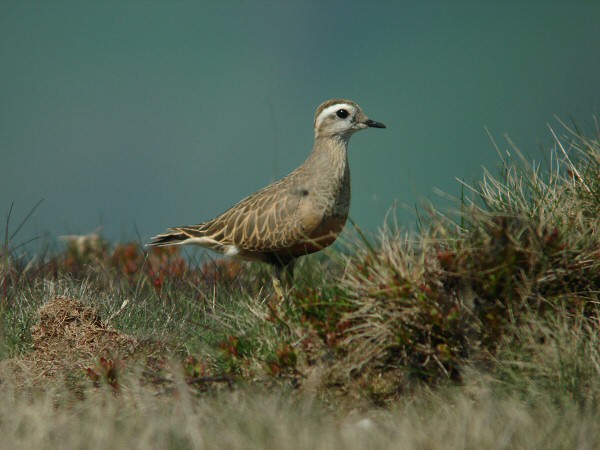 Dotterel
