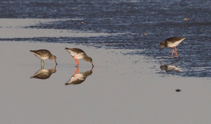 Long-billed Dowitcher