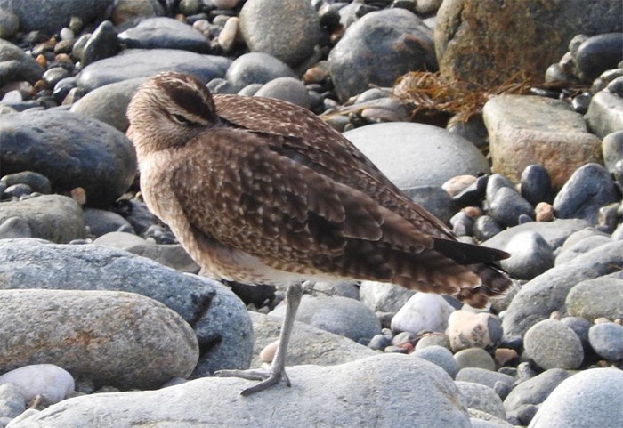 Hudsonian Whimbrel