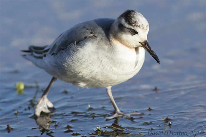 Grey Phalarope