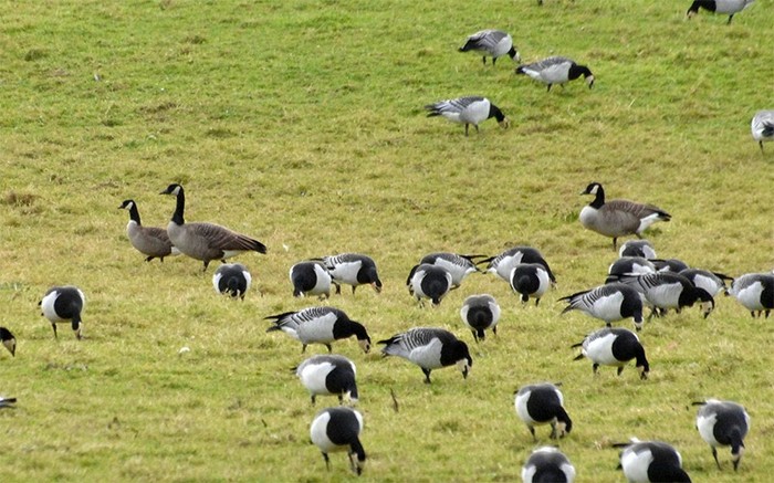 Richardson's Cackling Goose