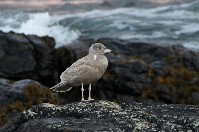 Glaucous Gull