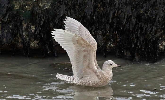 Iceland Gull