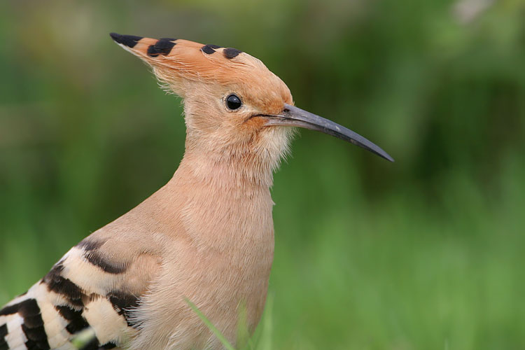 Hoopoe