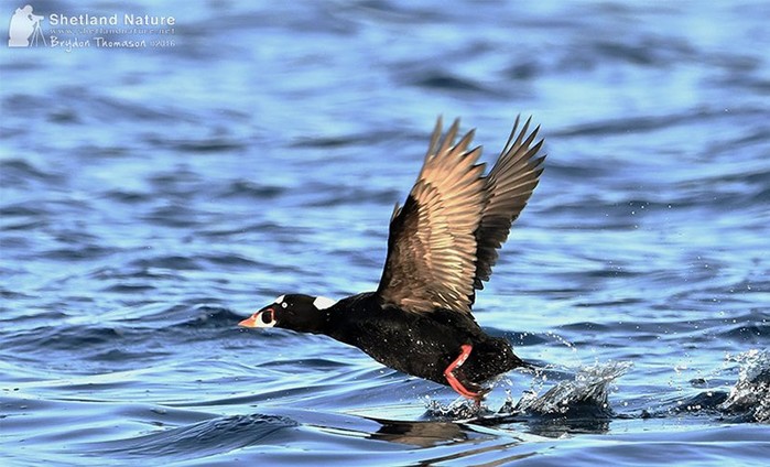 Surf Scoter