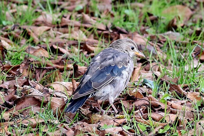 Rose-coloured Starling