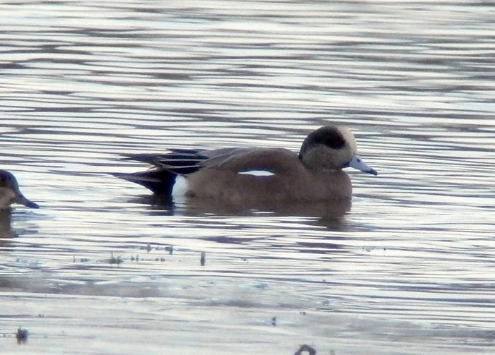 American Wigeon