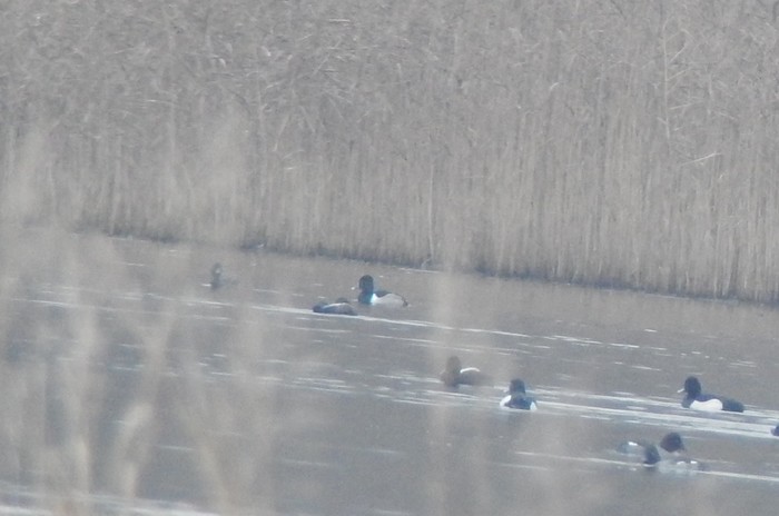Ring-necked Duck