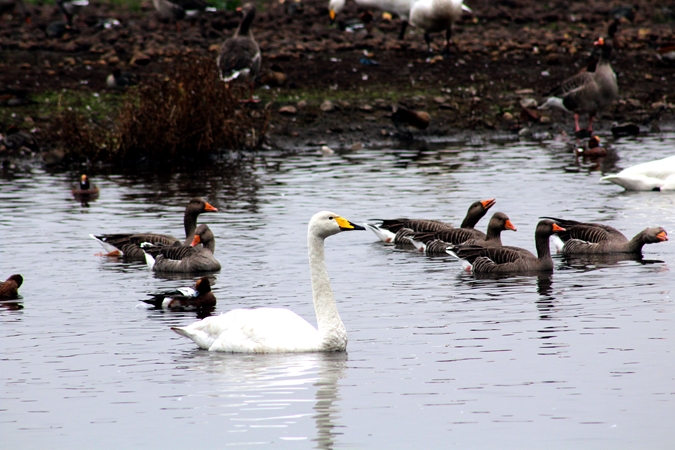 Whooper Swan