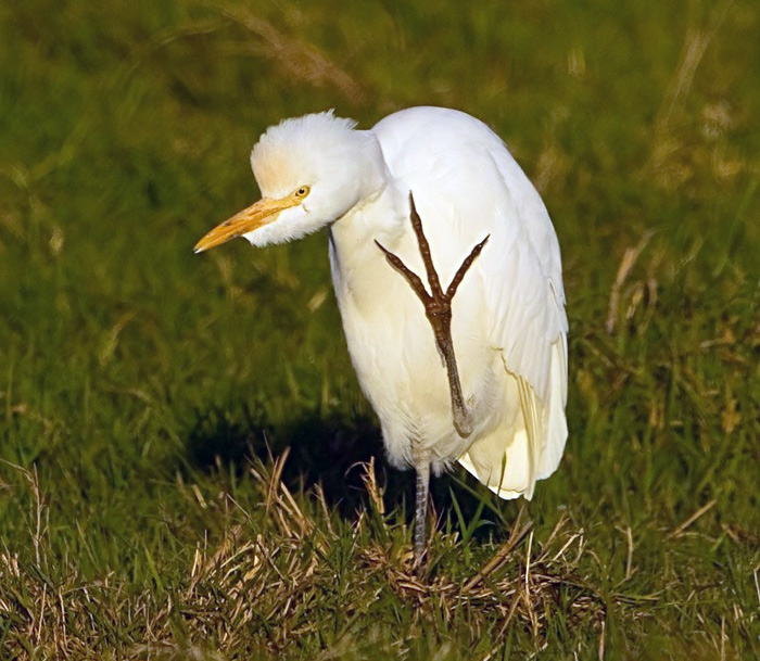 Cattle Egret