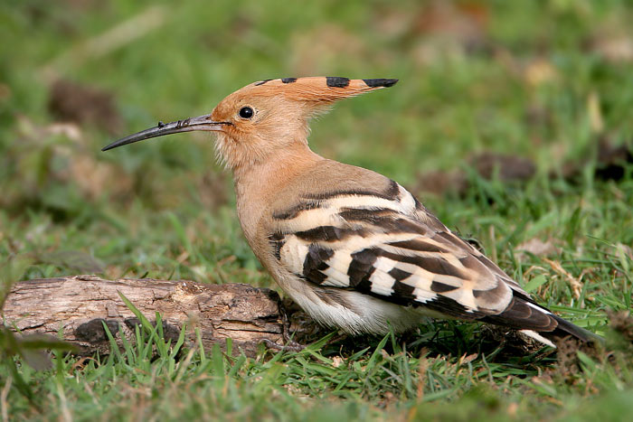 Hoopoe