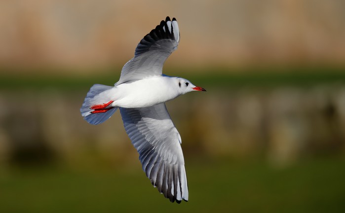 Black-headed Gull