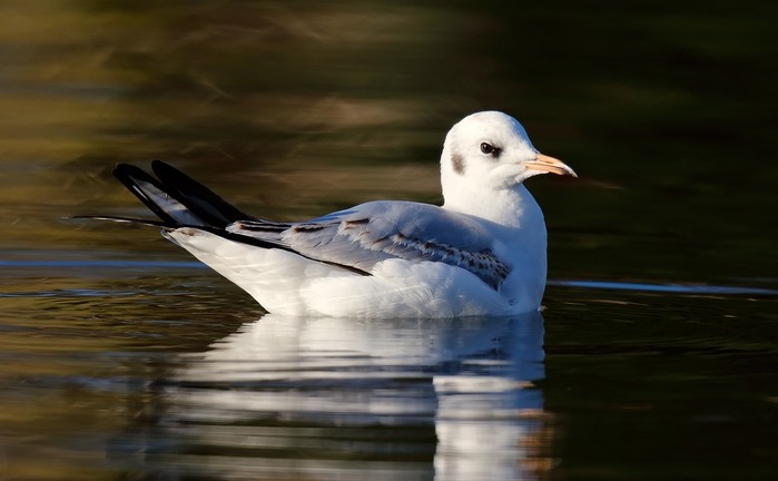 Black-headed Gull