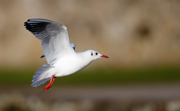 Black-headed Gull