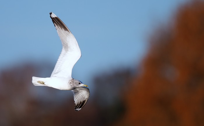 Common Gull