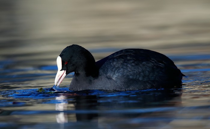 Coot
