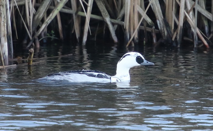 Smew