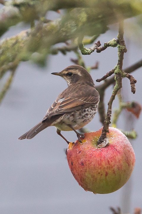 Dusky Thrush