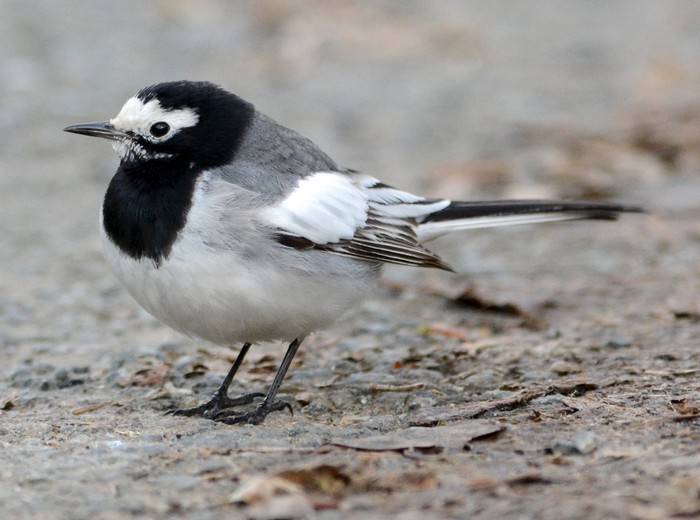 Masked Wagtail