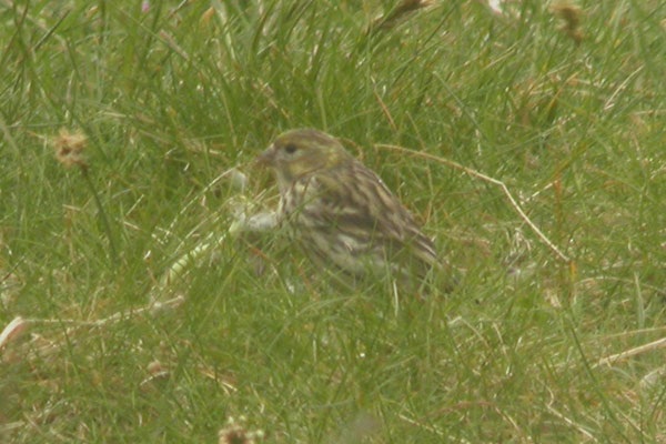 Serin