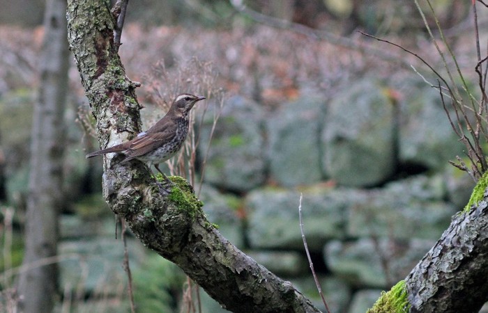 Dusky Thrush