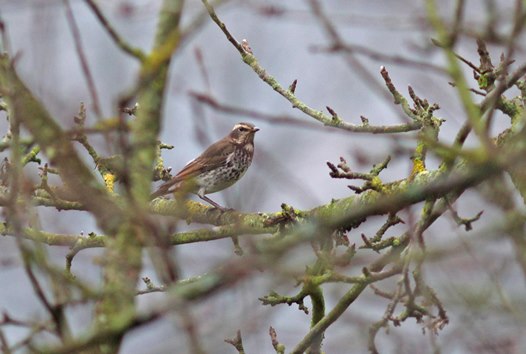 Dusky Thrush