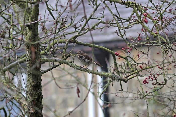 Dusky Thrush