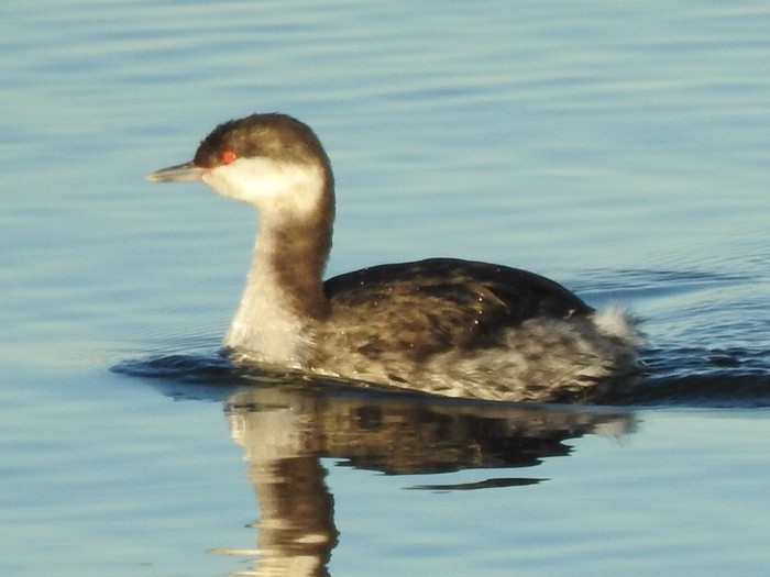 Slavonian Grebe